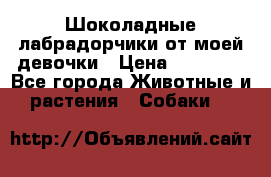 Шоколадные лабрадорчики от моей девочки › Цена ­ 25 000 - Все города Животные и растения » Собаки   